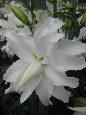 Lilies MY WEDDING X3 Bulbs Lilly Ready To Plant • £13.95