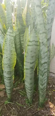 Snake (Sansevieria)Plant Bare Root/ 'Laurentii' Mother-In-Law's Tongue 15-18 In • $13