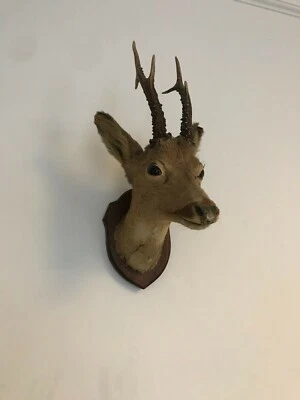 £110 • Buy Mounted Taxidermy Roe Deer Head
