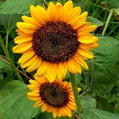 Sunflower Seeds Mammoth Grey Heirloom Sunflower Seeds Yellow Sunflowers 50ct • $2.29