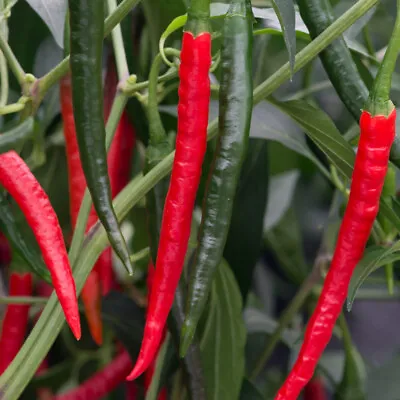 Chilli Pepper 'Chiang Rai'. Plug Plant X 5. Grow Your Own Chillies. Hot Peppers • £9.95