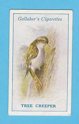 Birds - Gallaher - Scarce  British  Birds  Card  -  Tree  Creeper  - 1923 • £0.99