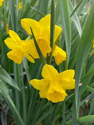 10 Daffodil 'Marie Curie' Bulbs (Free Postage UK) • £14.50