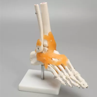 Human 1:1 Foot Skeleton Model With Ligaments Anatomical Anatomy Medical Model • $32.29
