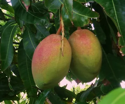 Mango (Mangifera) Live Tropical Fruit Tree 12”-24” • $27.99