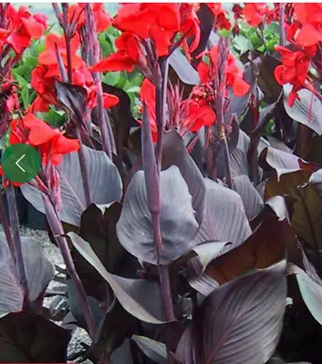 Canna Tropicana Black 1x 9cm Pot (not Just A Root) Plant Perennial (over 8 Tall) • £13.99