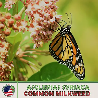 200 Common Milkweed Seeds Monarch Butterfly Attractor & Host Plant Genuine USA • $3.98