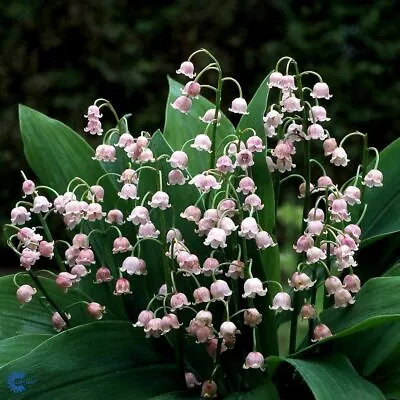 Potted 1 Litre Convallaria Majalis Rosea Lily Of The Valley Perennial Plant  • £12.50
