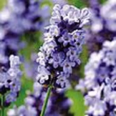 English Lavender Hidcote Blue Flowers 50 Seeds Packet • £2.50