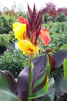 Canna Cleopatra|17 Cm Potted Plant|Canna Plant • £19.90