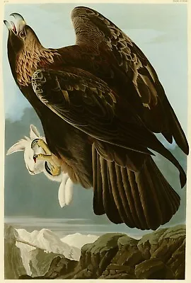 £202.30 • Buy Plate 181 Golden Eagle Audubon Repro Havell Edition Double Elephant Folio