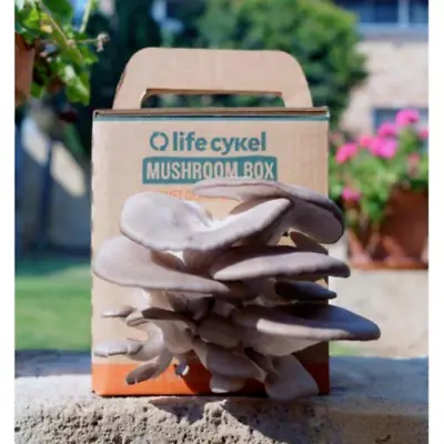 Life Cykel Mushroom Growing Kit - Gourmet Oyster Mushrooms • $38