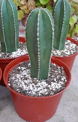  Pachycereus Marginatus Mexican Fence Post 5-7 H FREE 2  Plant With Purchase! • $16.50