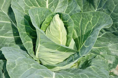 Pointed Cabbage Plug Plants  Grow Your Own  Vegetables 'Ready To Plant Now' • £7.49