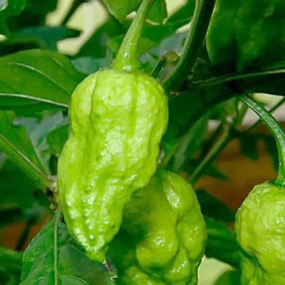 Dried GREEN Ghost Pepper Pods  1LB | Bhut Jolokia GREEN Pepper Pods Dried • £28.89