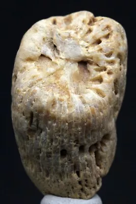 ANCIENT Fossil Horn Coral Reef Sea Life Mineral Specimen BLACK HILLS S. Dakota • $8.99