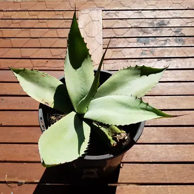 Agave Octopus (x1) • $24.99