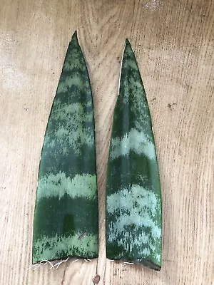 2 Snake Plant Cutting With Roots Mother-In-Law's Tongue Sanseveria Live Plant • $15.99