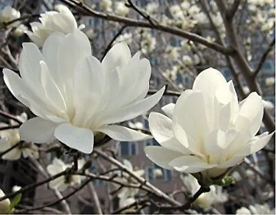 Magnolia Stellata Plant Tree White Flowers 20-30cm Tall In Pot • £12.99