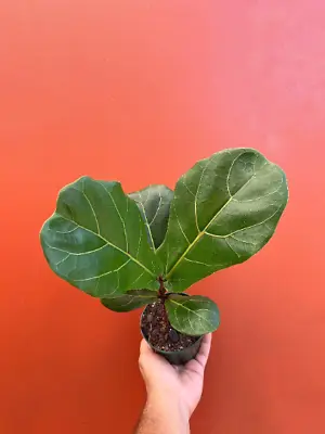 FICUS LYRATA Large Leaf Fig 4  Pot| LIVE Indoor & Outdoor Tropical House Plant • $17.95