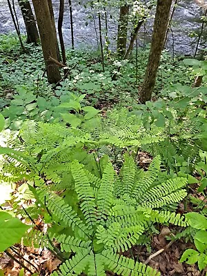 Adiantum Pedatum  Maidenhair Fern Spores.  Northern Maidenhair Fern  • $10.95