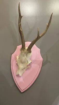 Deer Antlers - Mounted On Pink Backboard • £41.22