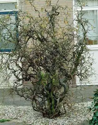 £65.98 • Buy Corkscrew Outdoor Hazel Tree 9L Pot Corylus Avellana Contorta Plant 120-150cm
