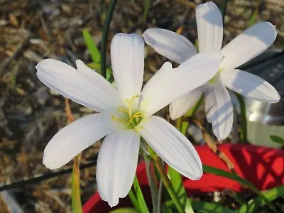 Rain Lily Zephyranthes El Cielo White Form 1 Bulb VERY RARE Habranthus • $18
