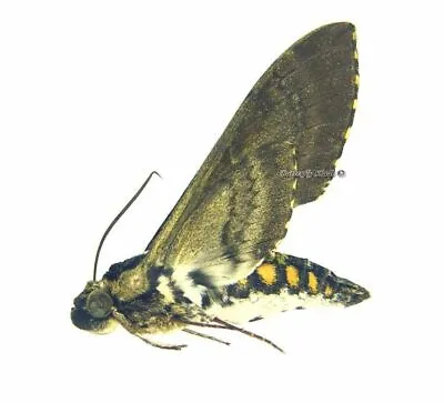 Unmounted Butterfly / Sphingidae - Manduca Scutata Male Bolivia • $15.32