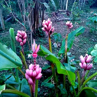 10 Pink Dwarf Banana Tree Fruit Plant Seeds (Musa Velu.) Rare Fast Hardy-Zone 7b • $6.95