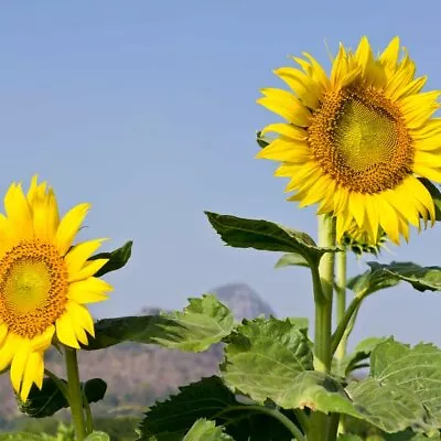 Mammoth Grey Stripe Sunflower Seeds 25 Ct Flower Heirloom ANNUAL FREE SHIPPING • $1.99