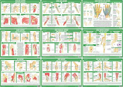 £9.99 • Buy Anatomy Posters Human Body Joints Charts