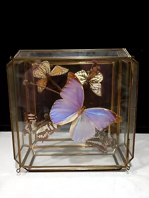 Vintage Taxidermy Butterfly Terrarium Brass Glass Curio 9.5  Table Display Case • $103.12