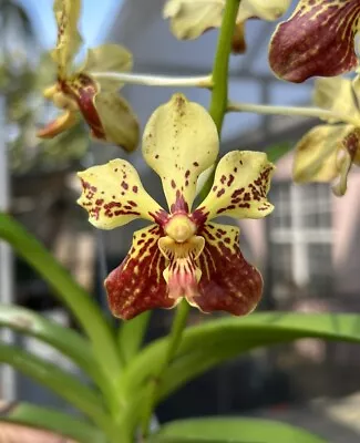 V. Varut Leopard X V. Lamellata Blooming Size Vanda Orchid Yellow • $30