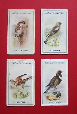 GALLAHER 4 SCARCE ANTIQUE  1922 CIGARETTE CARDS  BRITISH BIRDS  No  18-51-83-100 • £1.99