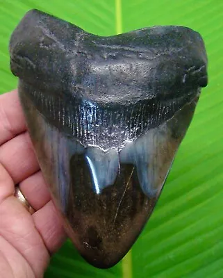 MEGALODON SHARK TOOTH - 5 & 1/4  - W/ DISPLAY STAND - MEGLADONE - 3/4 FULL POUND • $185
