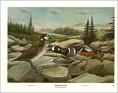 1968 Vintage Print Harlequin Duck Bird Birds Tree Trees Art Home Ducks Rocks • $24.88