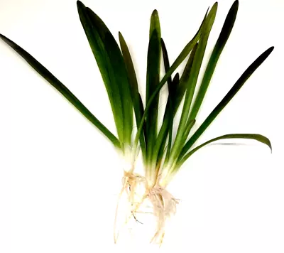 £4.95 • Buy 3x Sagittaria Platyphylla Grass Live Aquarium Aquatic Plants Tropical Fish Tank