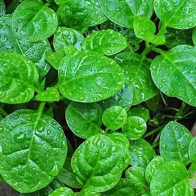 32+pcs Green Malabar Spinach Seeds MỒng TƠi Xanh 爬藤木耳菜 • $5.99