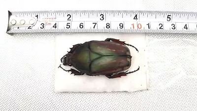 Mecynorrhina Ugandensis Olivacea Female 50mm Uganda Entomology Beetle V#5 • $21.34