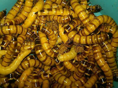 Live Superworms - 50 - 1000- Large 2  - Reptile Food • $34.99