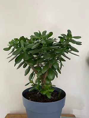 £7.50 • Buy Money Plant Jade Plant Tree Fully Rooted 15-25CM