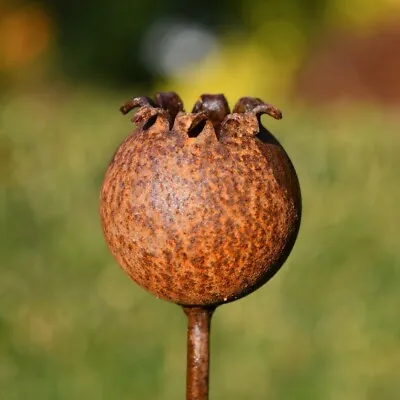 Metal Poppy Seedhead | Garden Sculpture | Rusts With Rain | Price Per Poppy. • £18.99