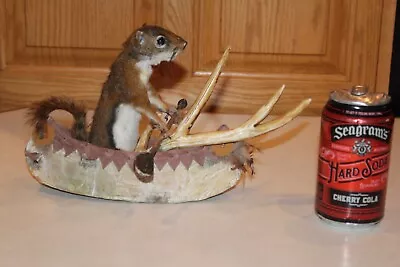 New Taxidermy Squirrel Canoe Mount Novelty Antler Whitetail Deer Log Cabin Decor • $215