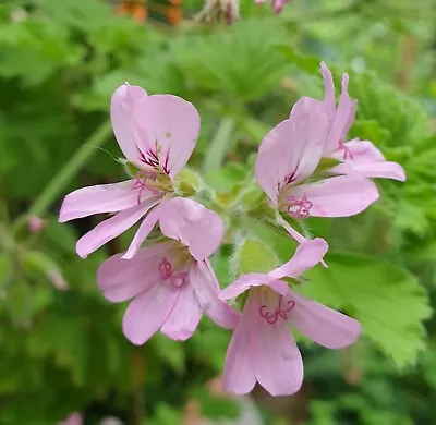 Pelargonium Lemon Scented Geranium Pink Medicinal 2x Plugs • £8.99