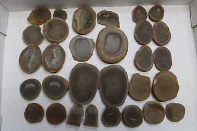 Mazon Creek Fossil Jellyfish Fossils From Braidwood Illinois Pit 11 LOT2 • $49.95