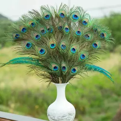 Natural Peacock Tail Eyes Feathers Long • £1.19