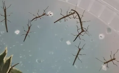£9 • Buy 21xINDIAN STICK INSECTS-SEE DESCRIPTION-Live Food/Pets! Nymphs Or Large