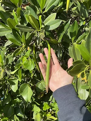 10+ Red Mangrove Seeds • $10.25