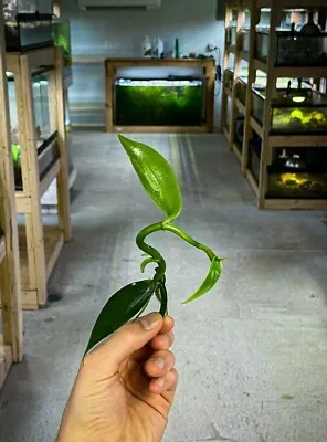 Vanilla Orchid (Stem Cutting) - Vivarium Plant Terrarium Plant Dart Frog Safe • $19.95